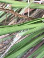 Image of Slender Ditch Crown Grass