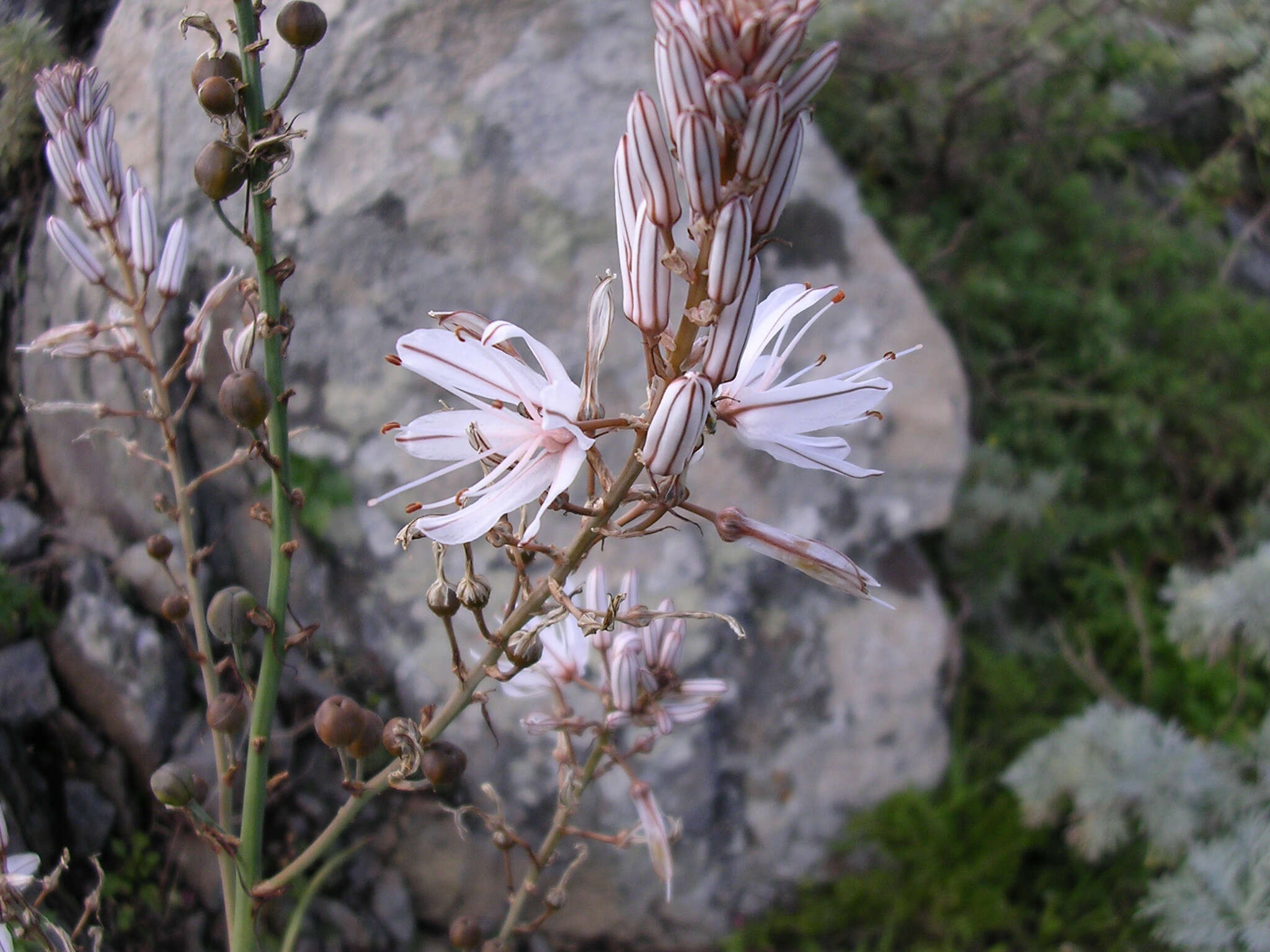 Image of Asphodelus ramosus subsp. distalis Z. Díaz & Valdés