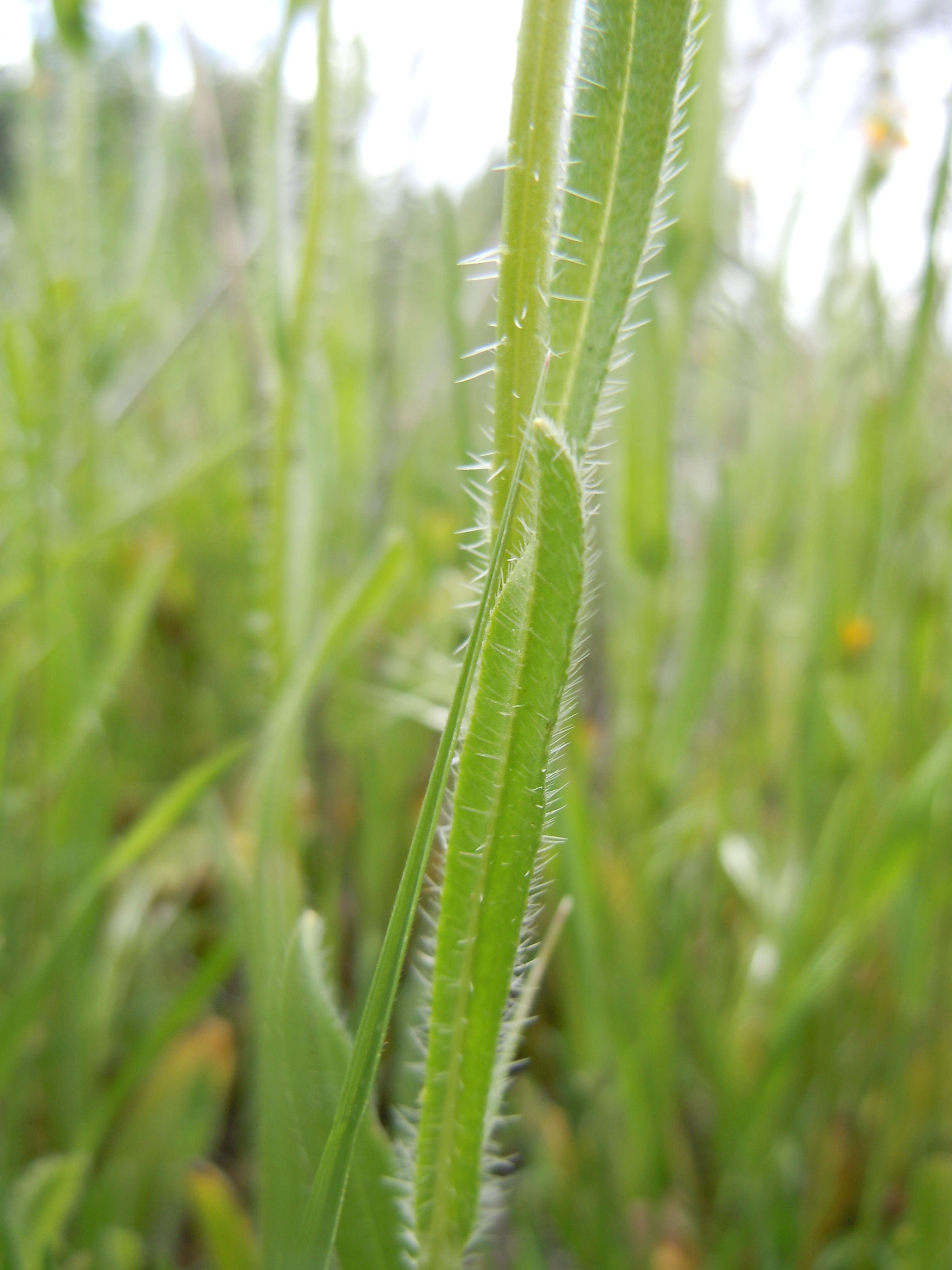 Image of Menzies' fiddleneck