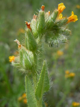 Image of Menzies' fiddleneck