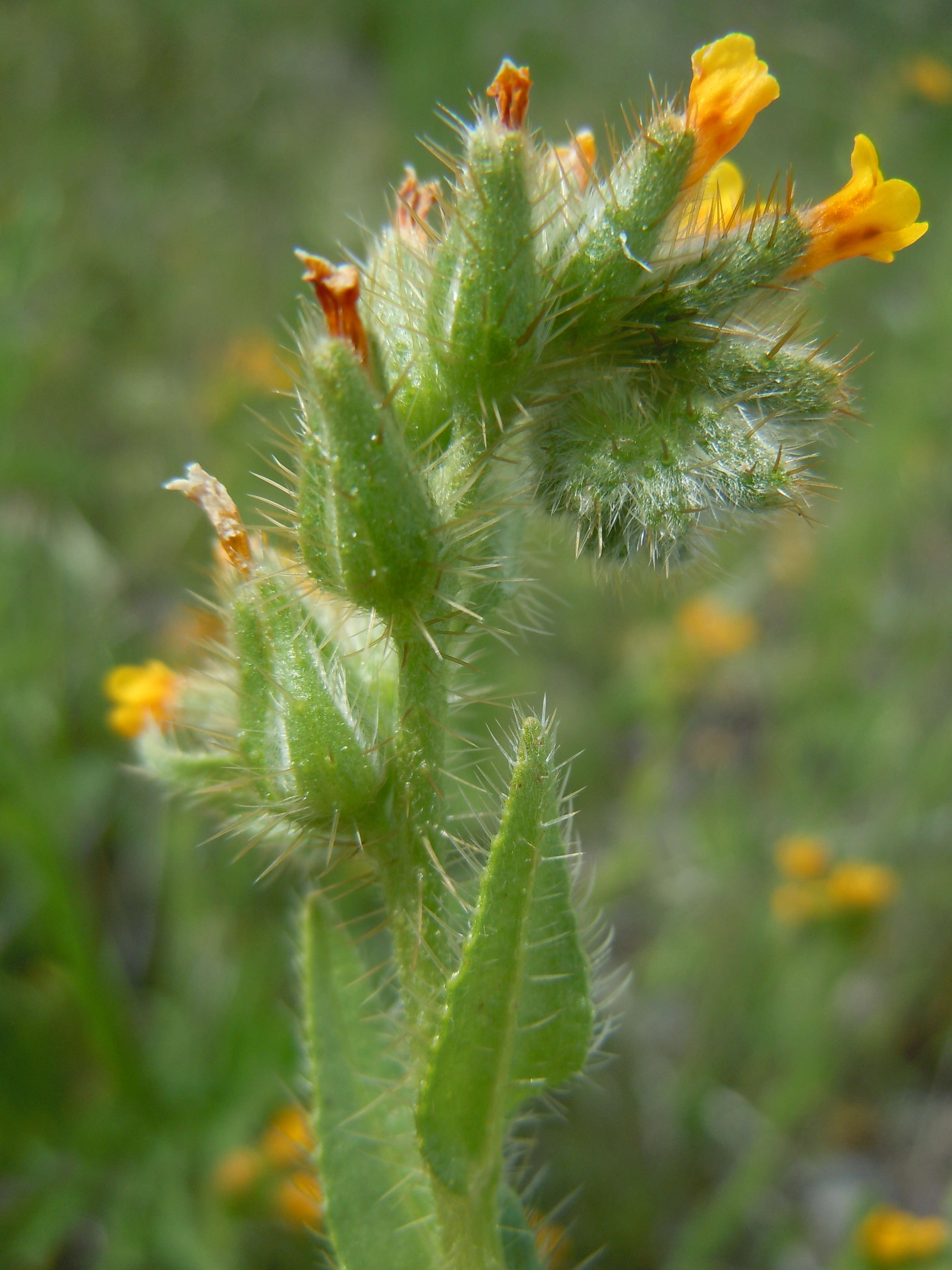 Image of Menzies' fiddleneck