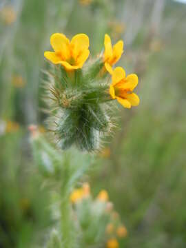 Image of Menzies' fiddleneck