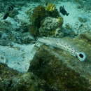 Parapercis hexophtalma (Cuvier 1829) resmi