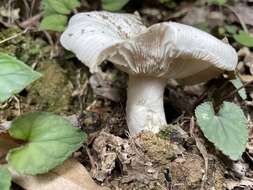 Image of Russula alboareolata Hongo 1979