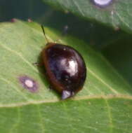 Sivun Plagiodera (Plagioschema) thymaloides Stål 1860 kuva