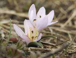 Image of Colchicum bulbocodium Ker Gawl.