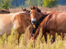 Image of Equus subgen. Equus Linnaeus 1758