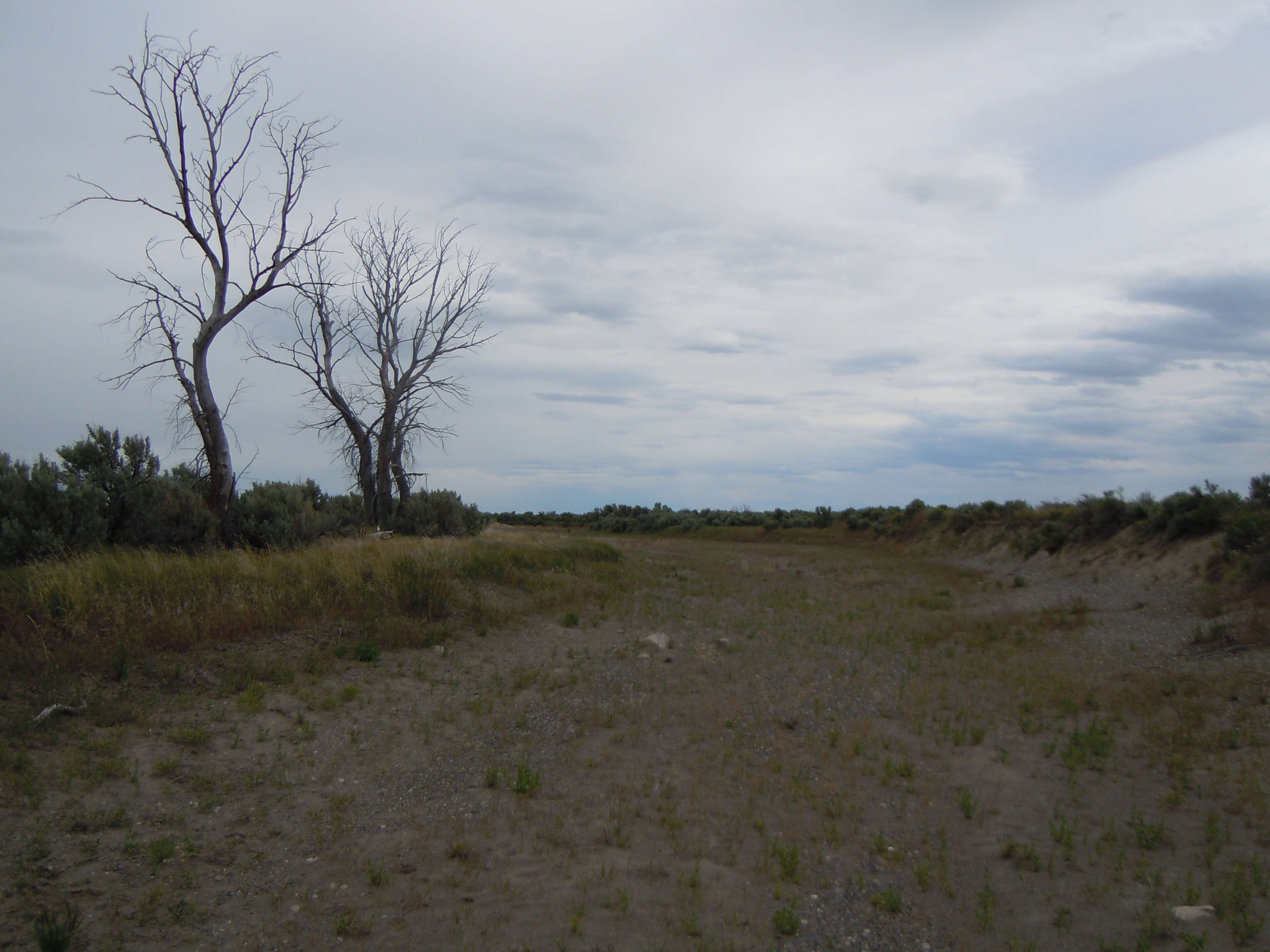 Image of narrowleaf cottonwood