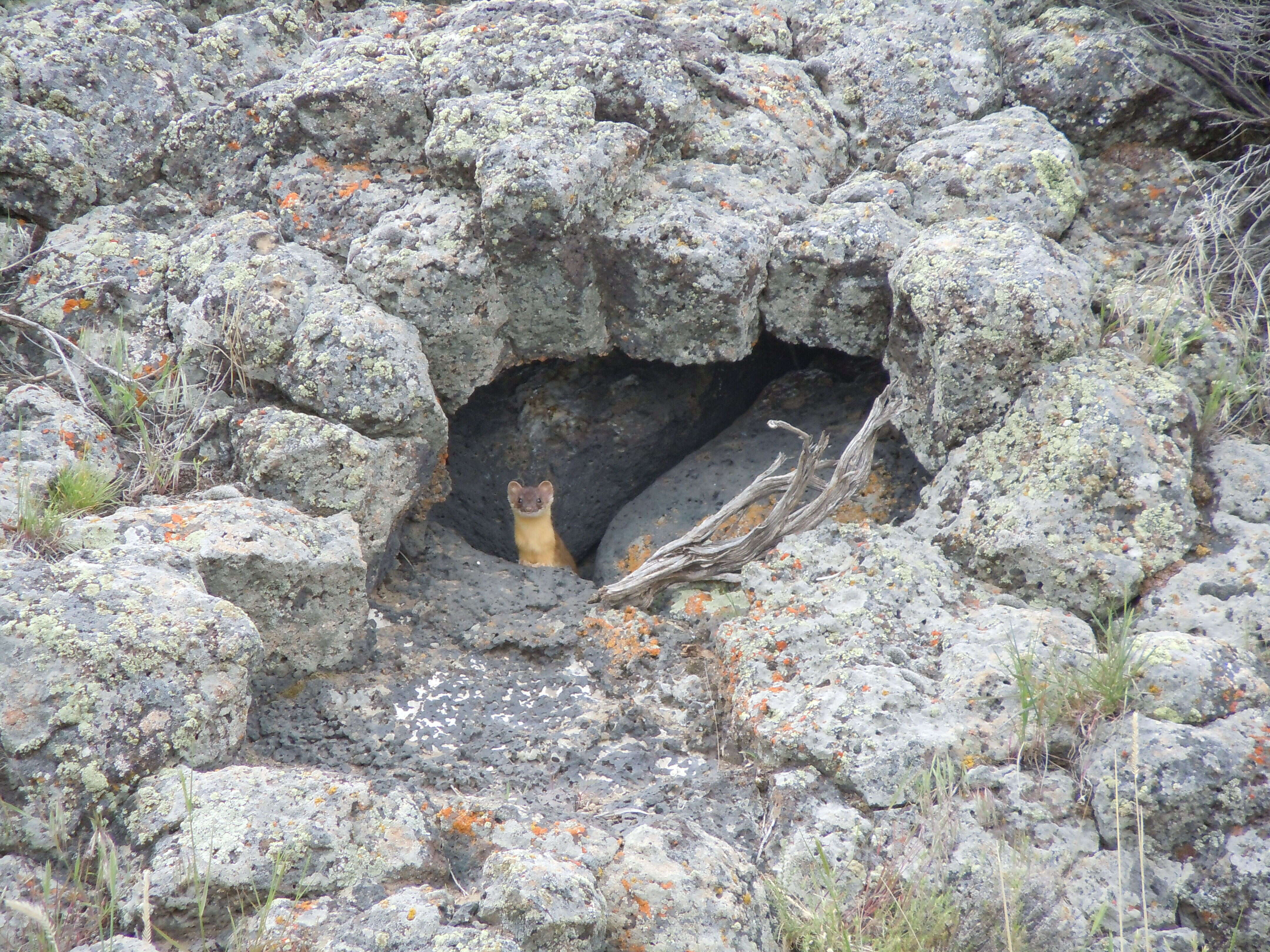 Image of Long-tailed Weasel