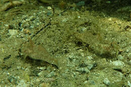 Image of Nesogobius greeni Hoese & Larson 2006