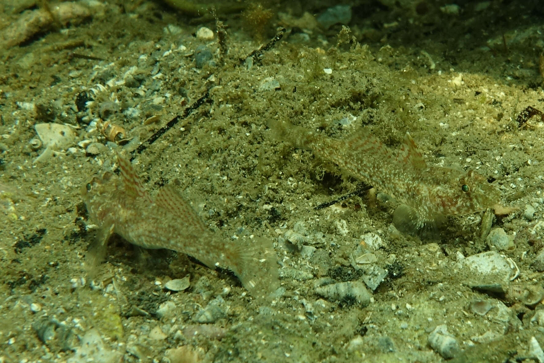 Image of Nesogobius greeni Hoese & Larson 2006