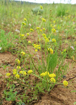 Image de Lomatium bicolor (S. Wats.) Coult. & Rose