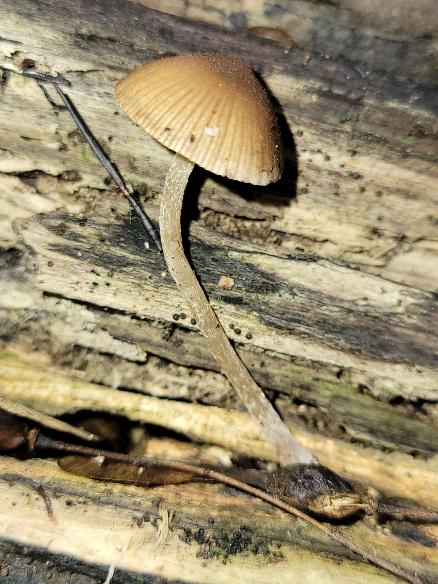 Imagem de Psathyrella psammophila A. H. Sm. 1972