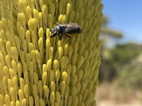 Imagem de Hylaeus alcyoneus (Erichson 1842)