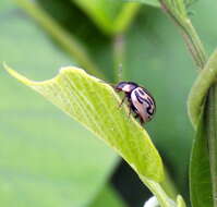 Image of Zygogramma bicolorata