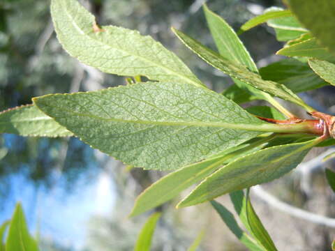 Image of narrowleaf cottonwood