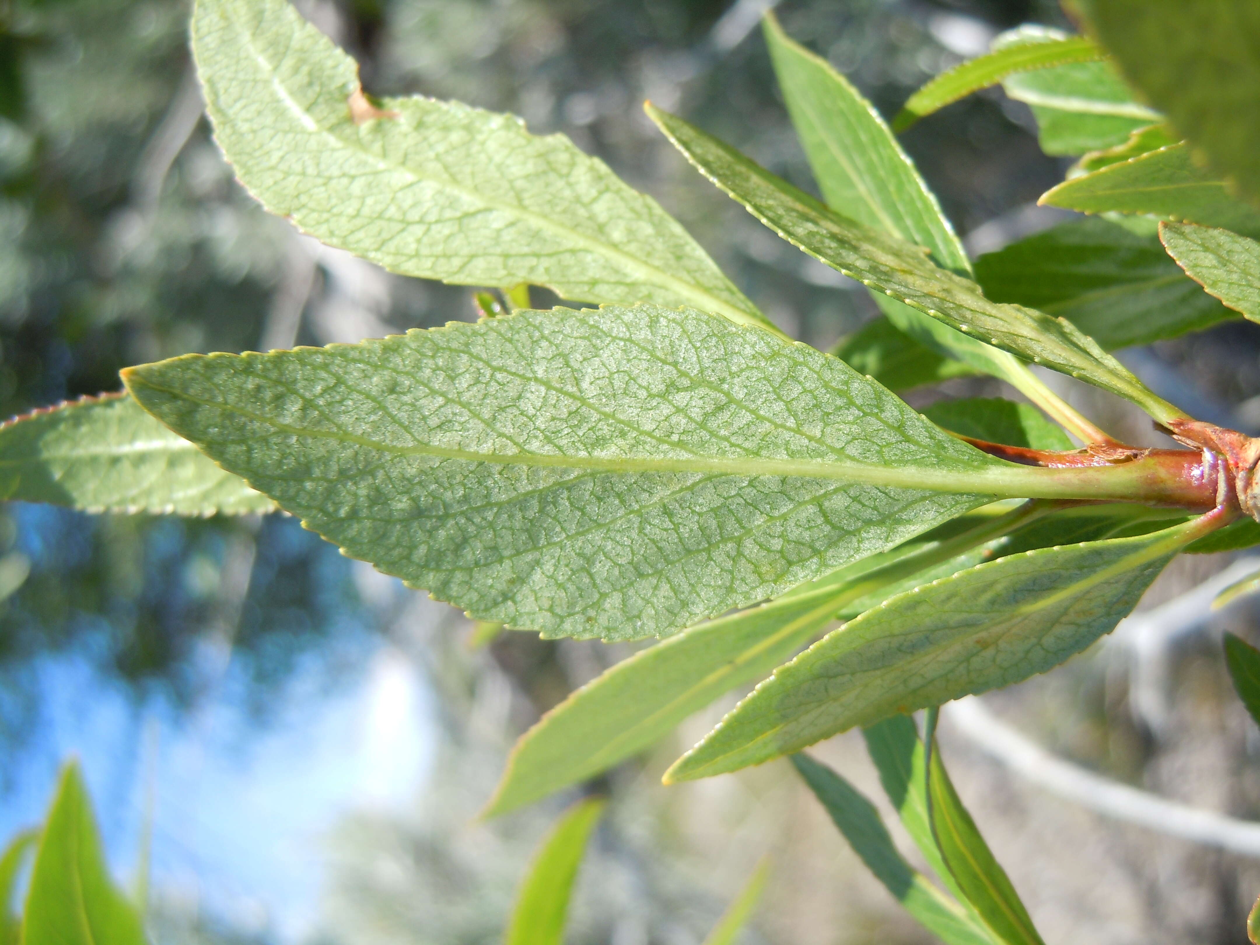 Image of narrowleaf cottonwood