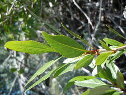 Image of narrowleaf cottonwood