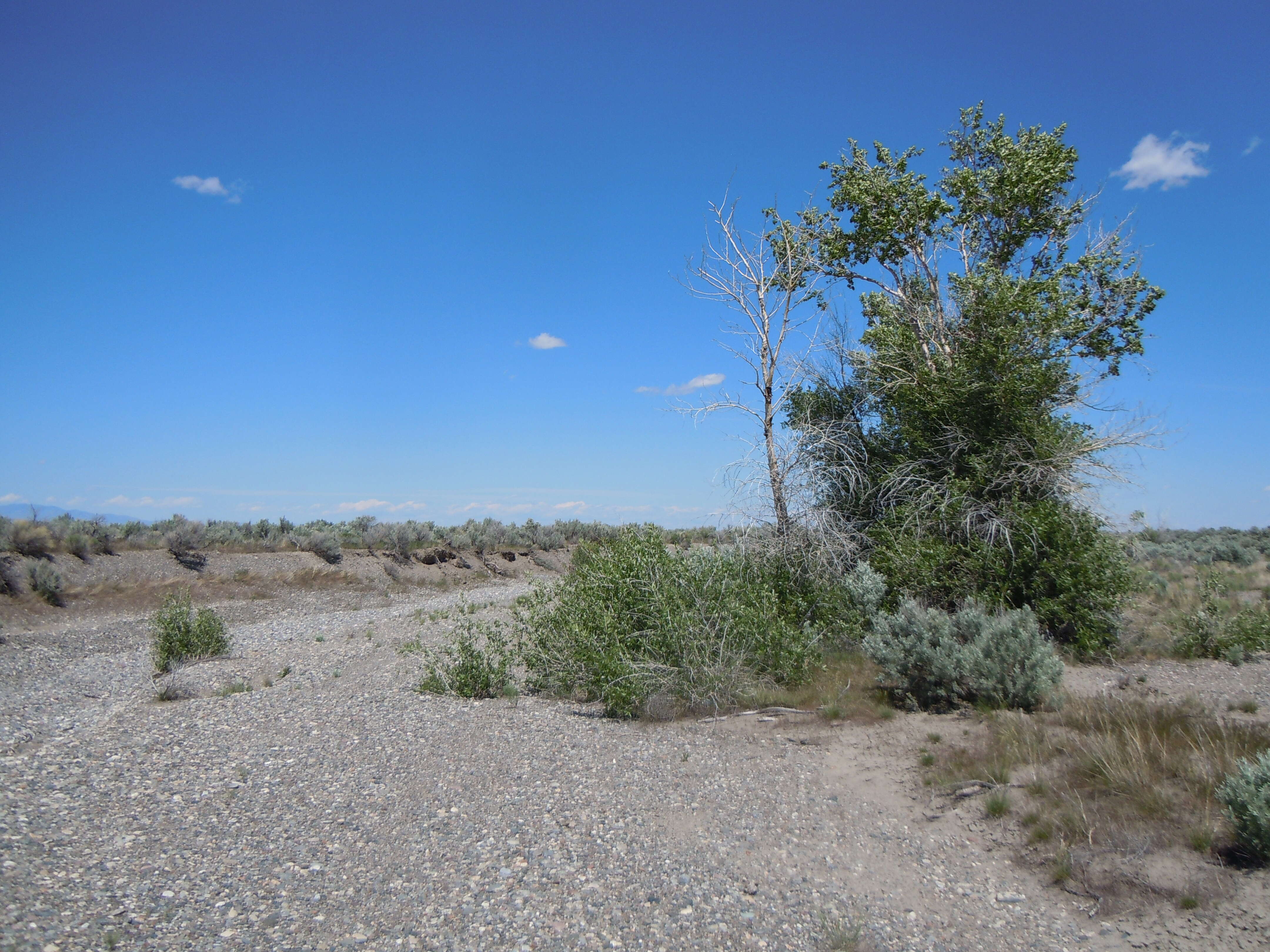 Image of narrowleaf cottonwood