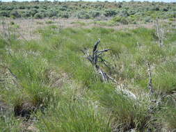 Imagem de Elymus elymoides (Raf.) Swezey