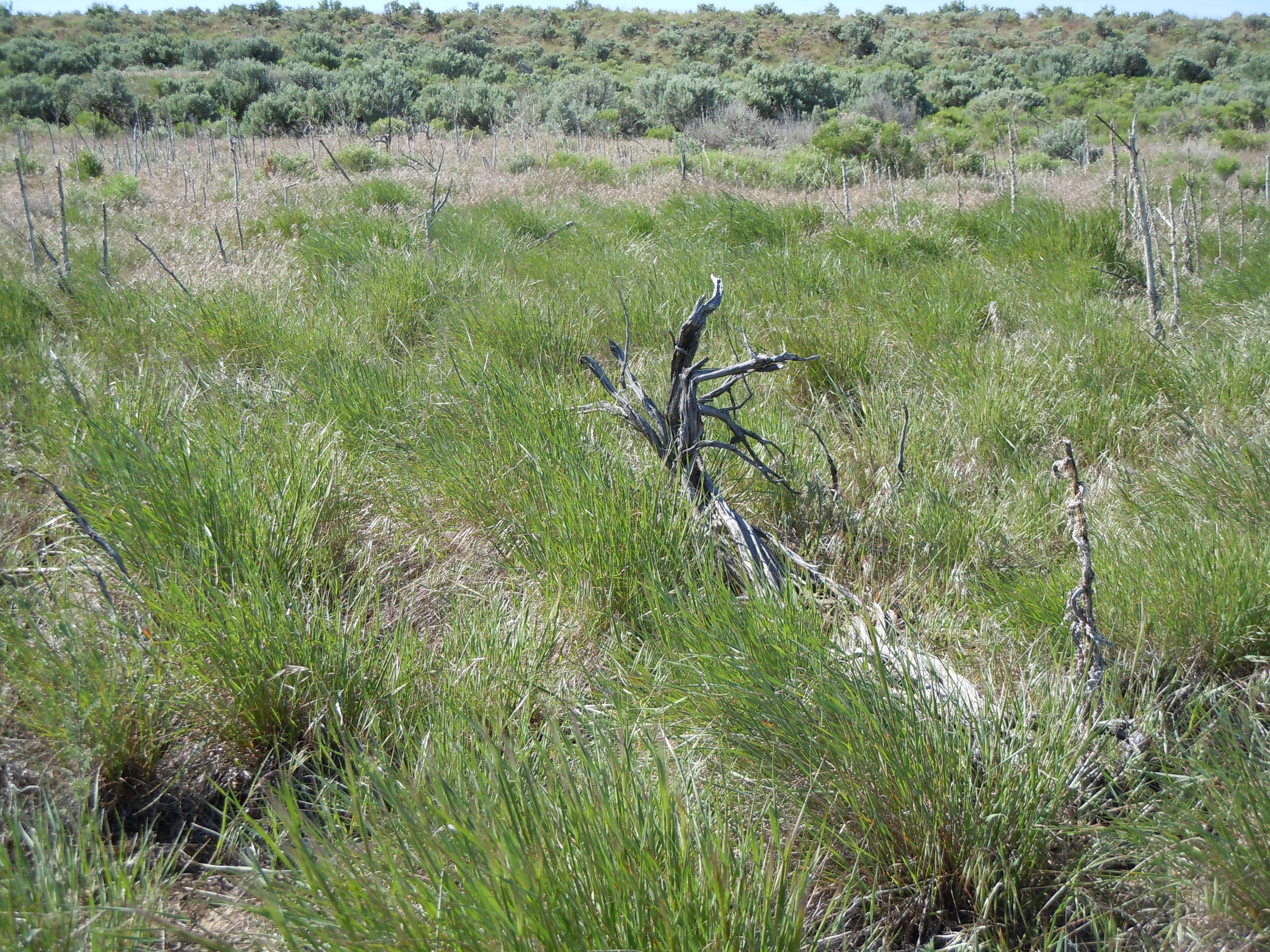 Imagem de Elymus elymoides (Raf.) Swezey