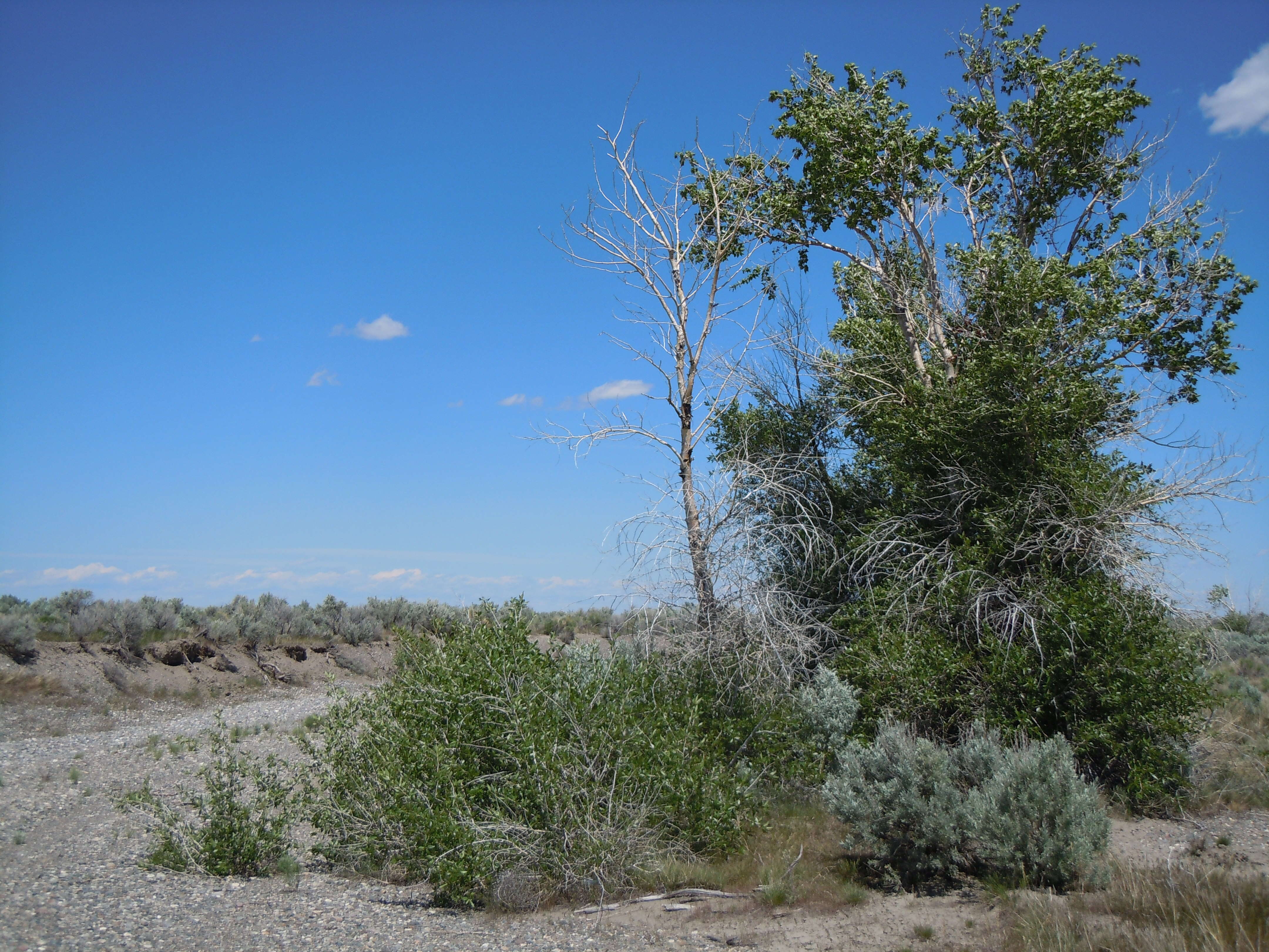 Image of narrowleaf cottonwood