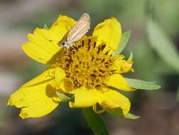 Image de Copaeodes minima Edwards 1870