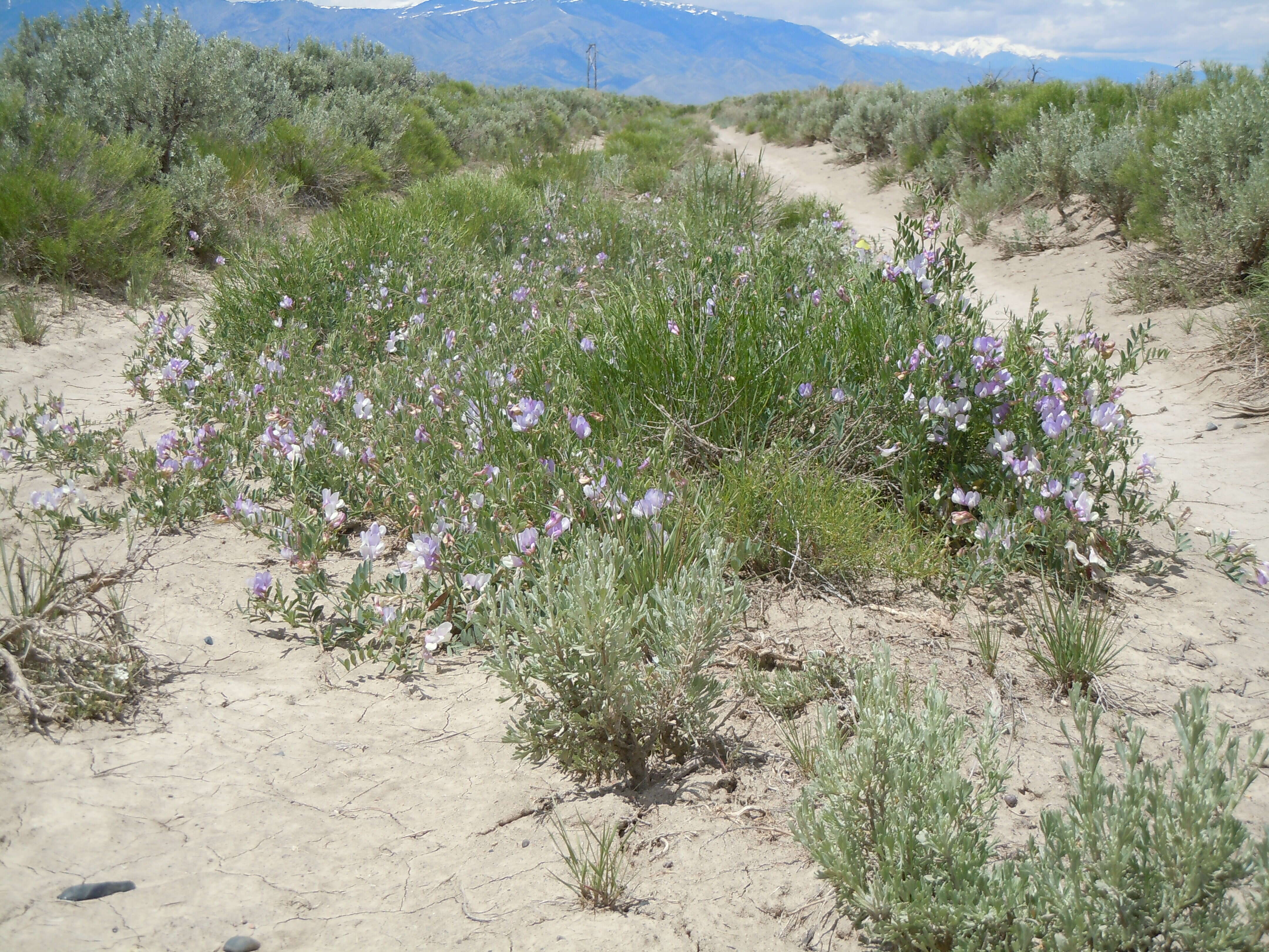 Image of American vetch