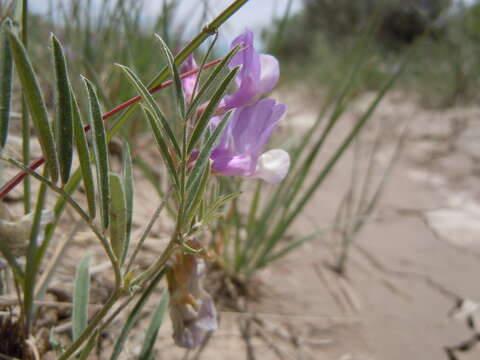 Image of American vetch