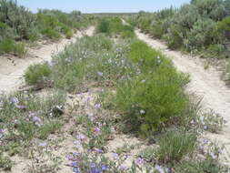 Image of American vetch