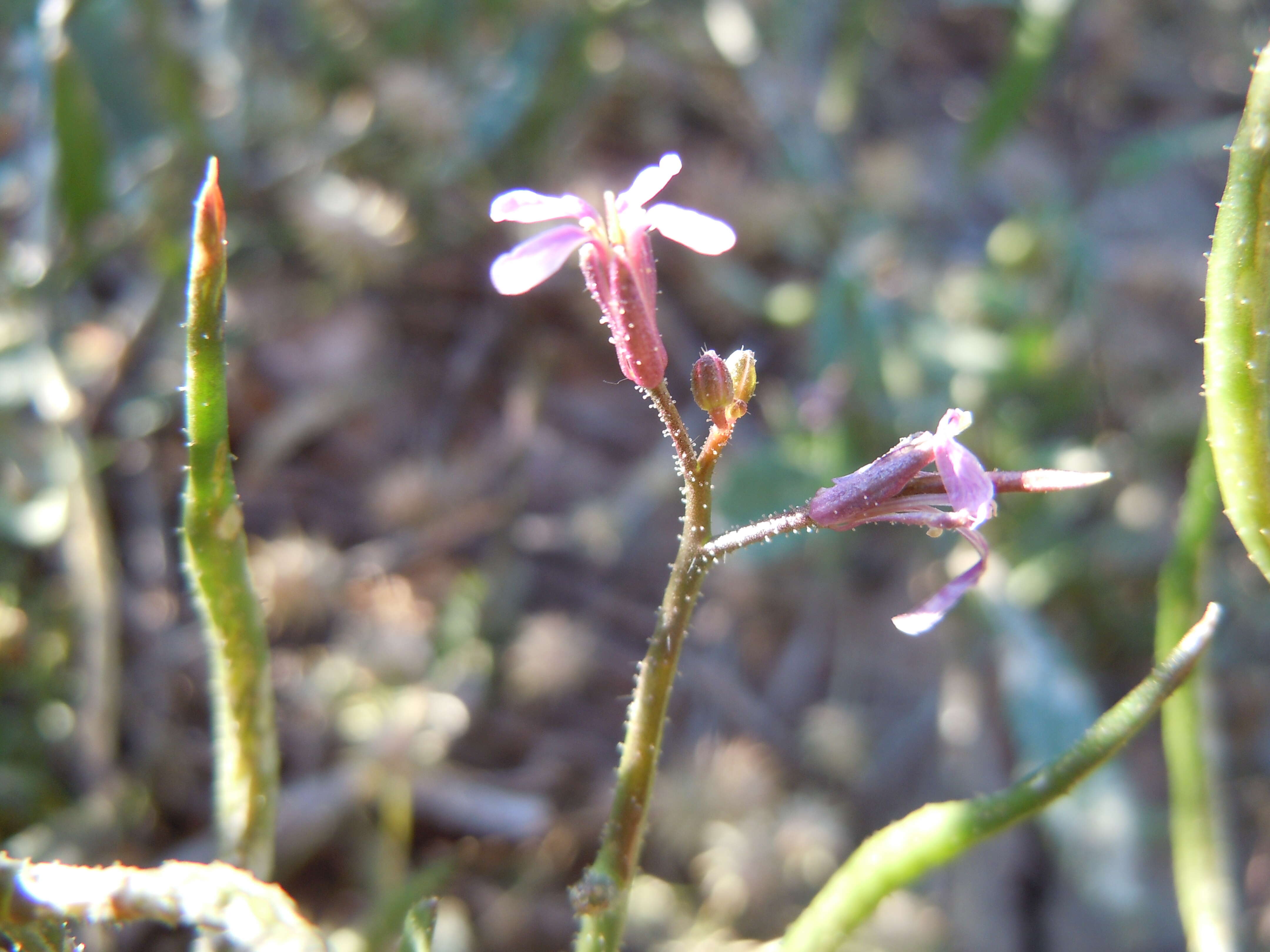 Image of chorispora