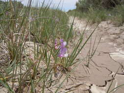 Image of American vetch