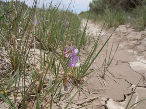 Vicia americana Willd. resmi