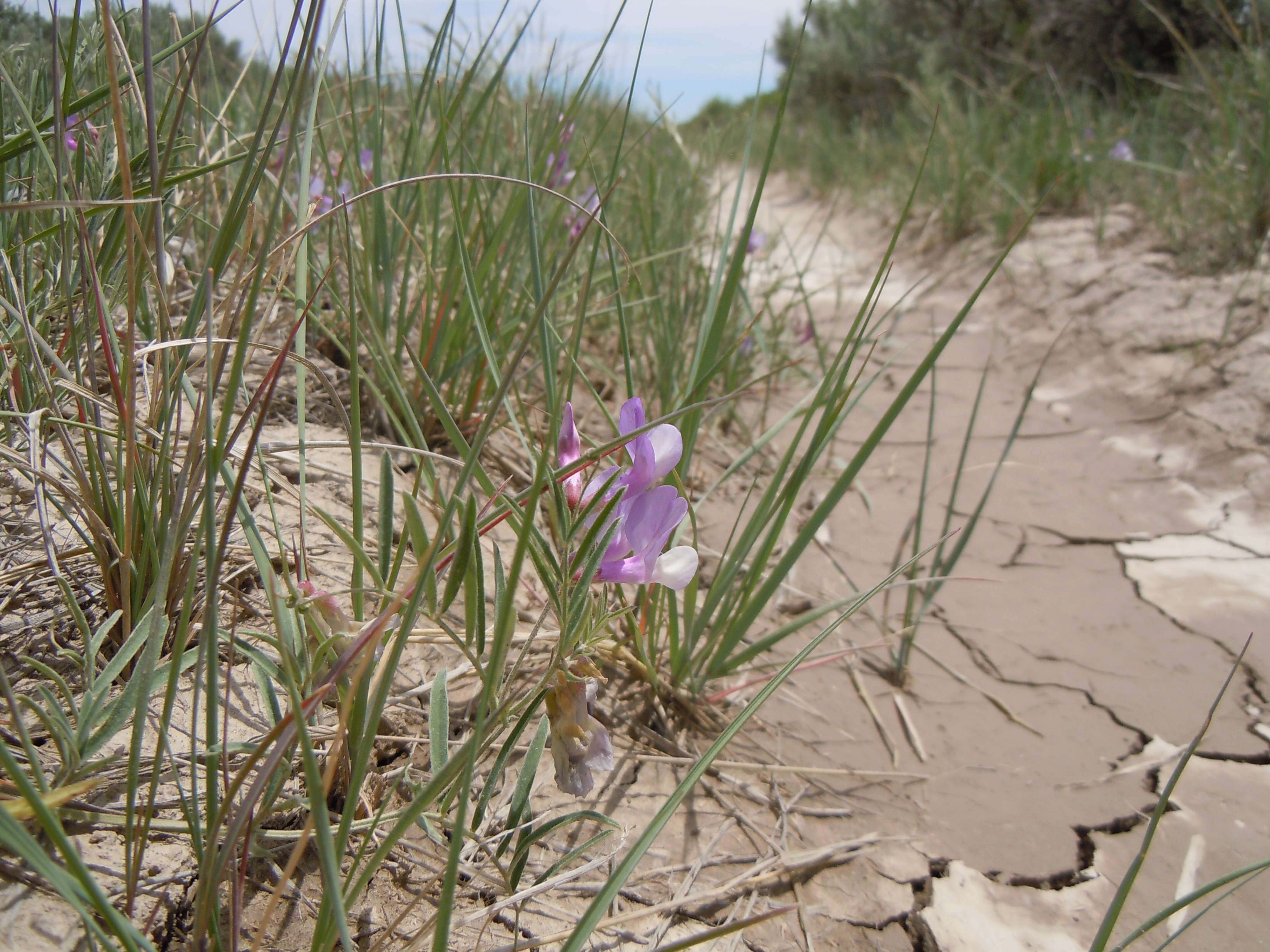 Image of American vetch