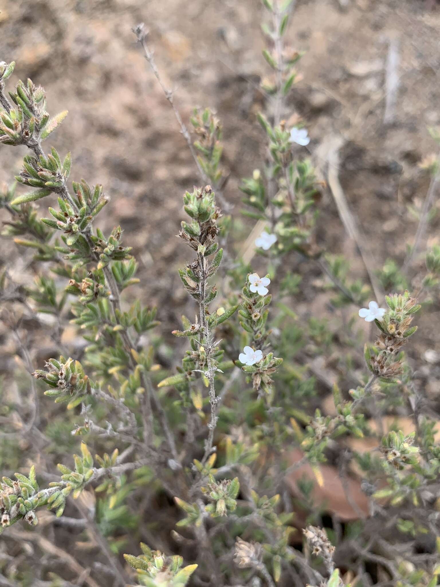 Image of Micromeria hyssopifolia Webb & Berthel.