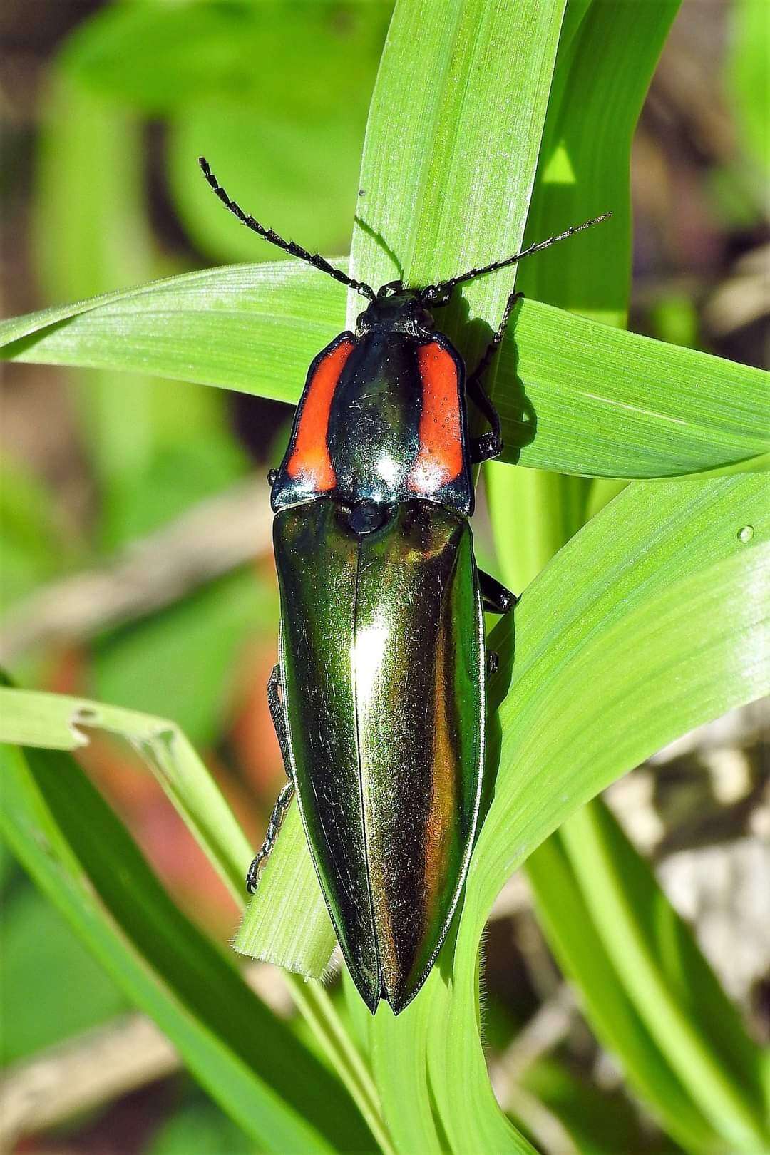 Image of Campsosternus watanabei Miwa 1927