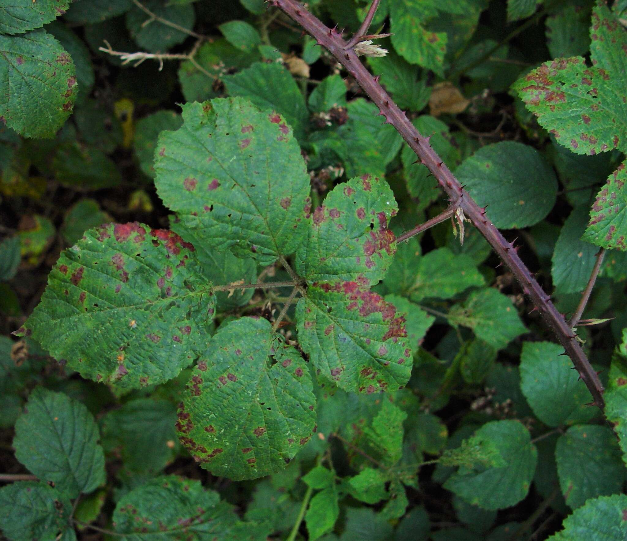 صورة Rubus bartonii Newton