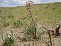 Sivun Lomatium dissectum (Nutt. ex Torr. & Gray) Mathias & Constance kuva