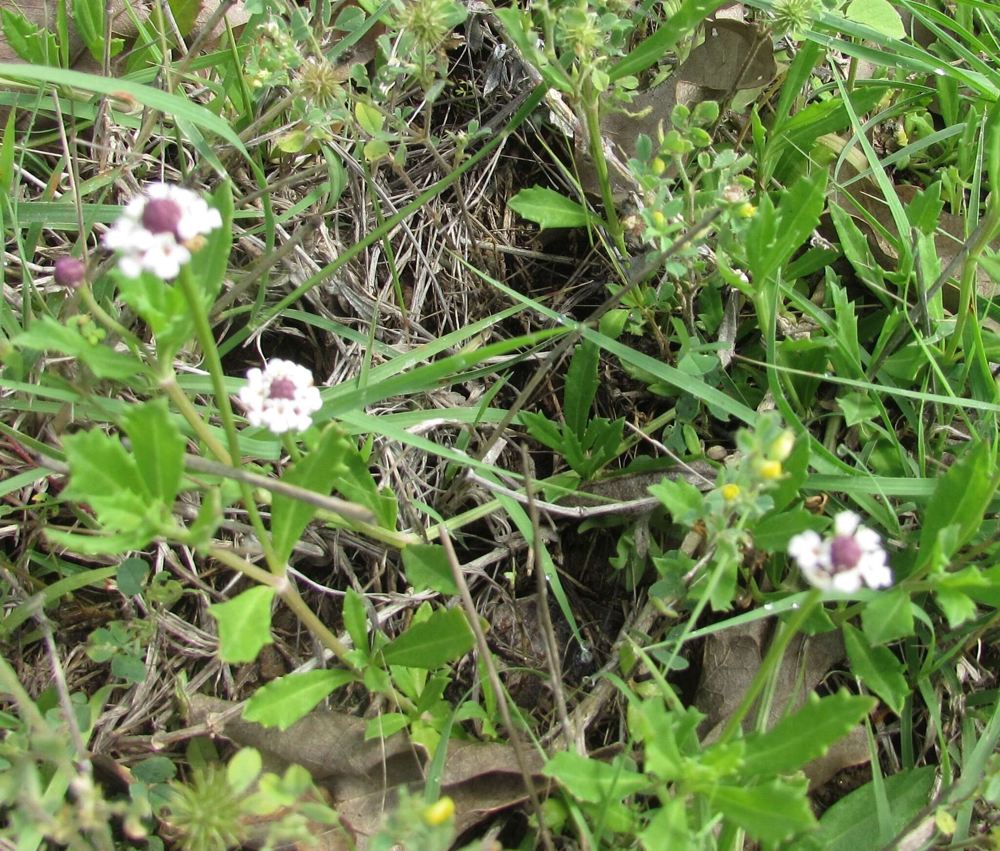 Phyla nodiflora (L.) Greene resmi