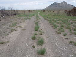 Image of threetip sagebrush