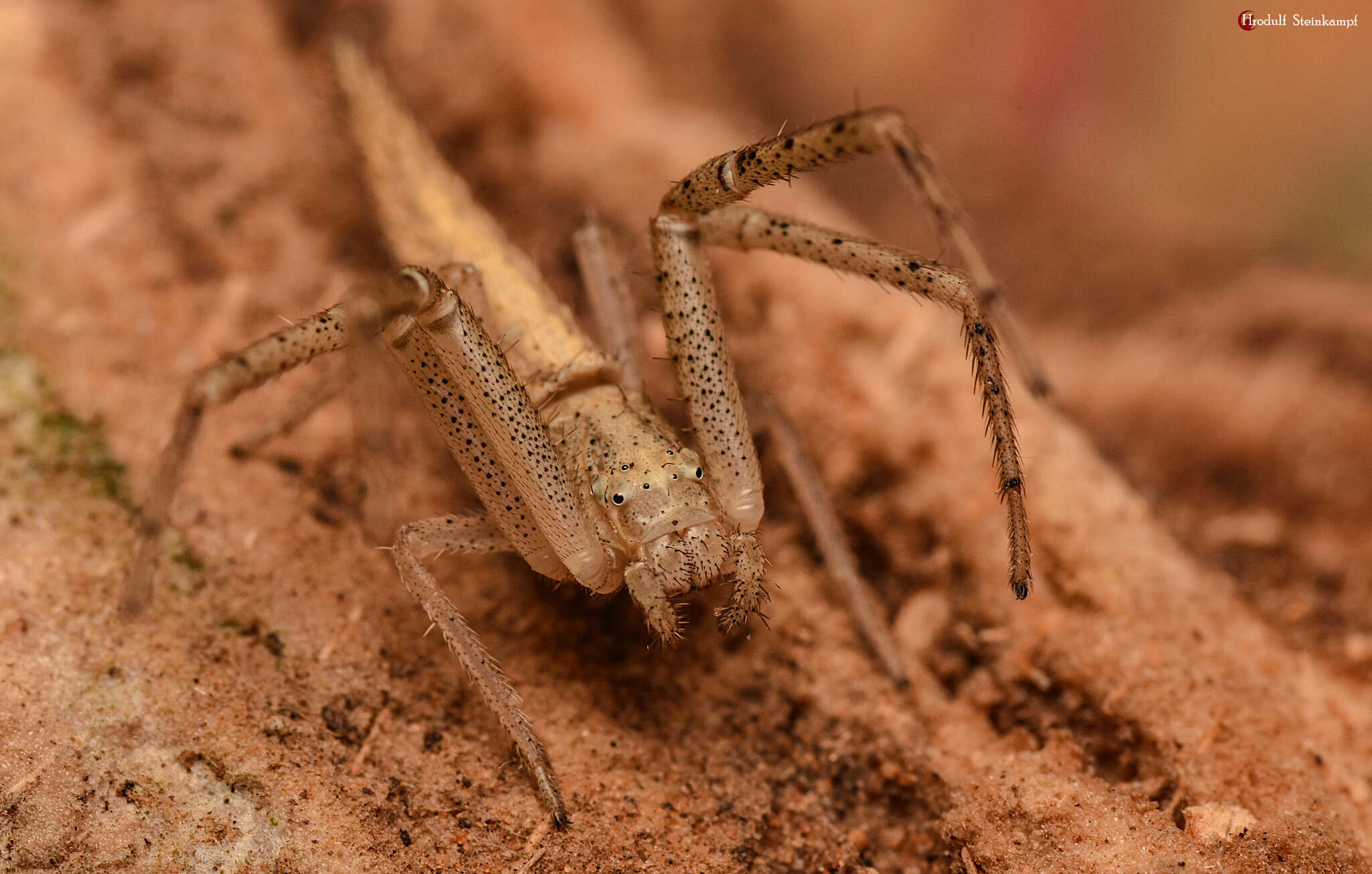 Image of Monaeses austrinus Simon 1910