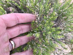 Imagem de Ericameria laricifolia (A. Gray) Shinners