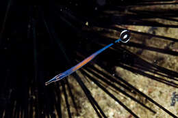 Image of Cleaner Pipefish