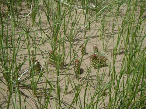 Image of Panhandle Prickly-pear