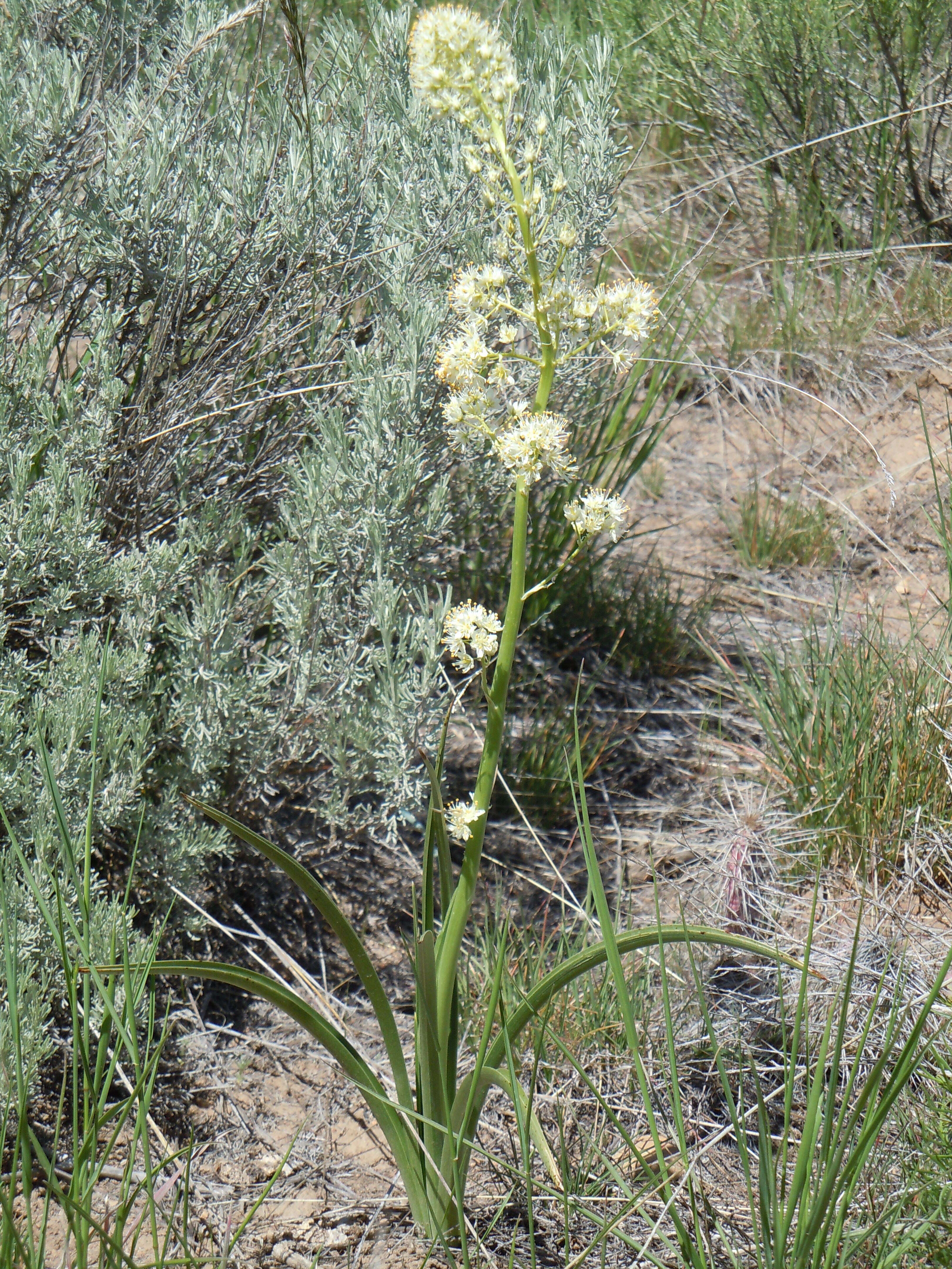 Image of threetip sagebrush