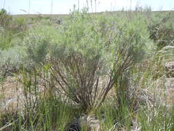 Image of threetip sagebrush