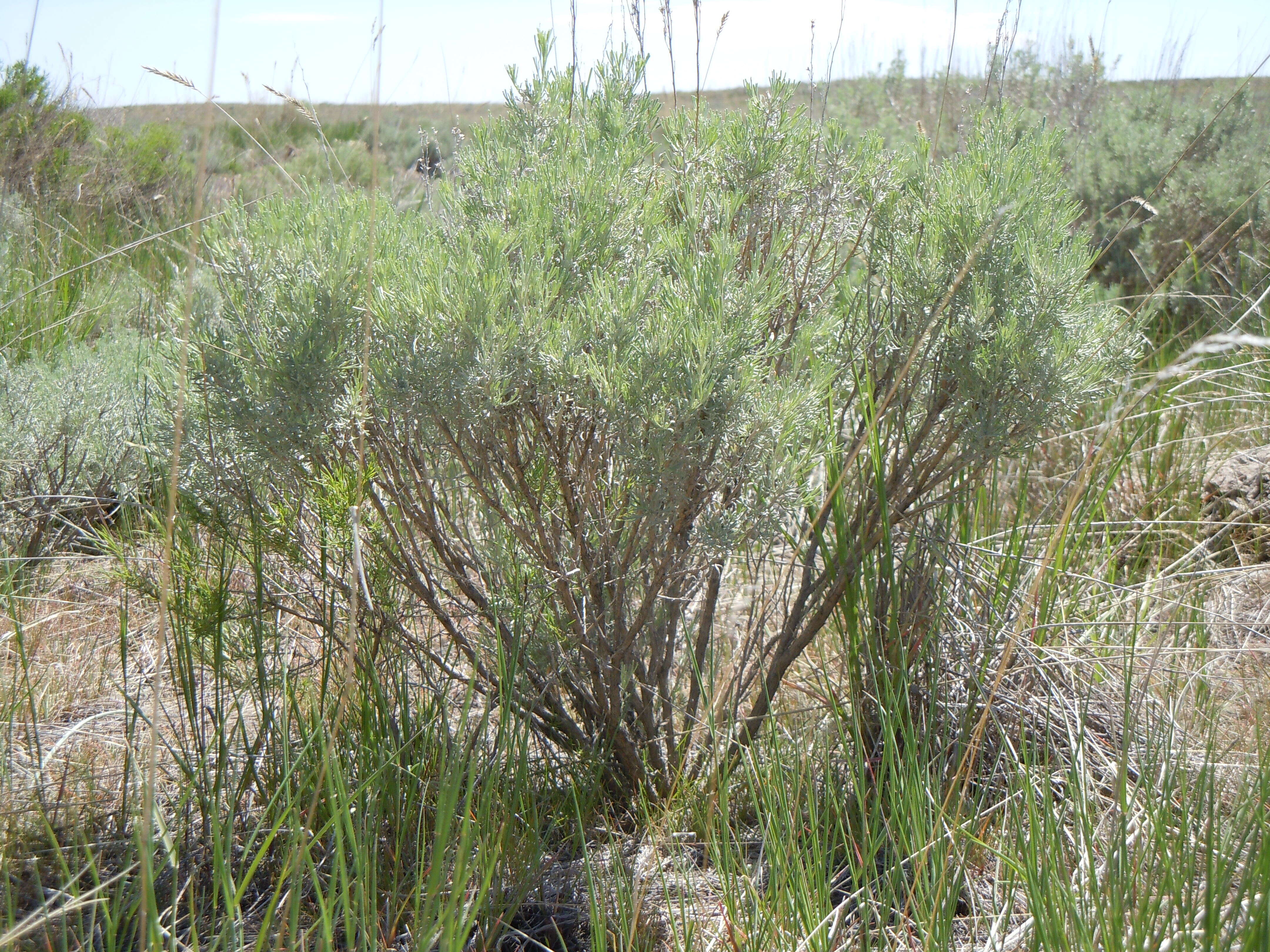 Image of threetip sagebrush