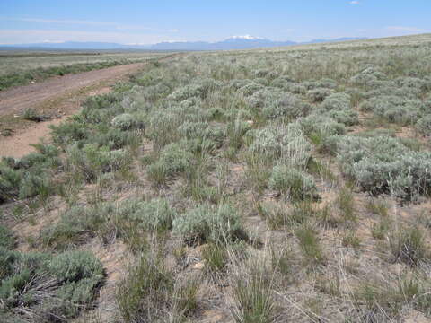 Image of threetip sagebrush