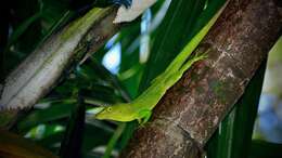 Image of Jamaican giant anole