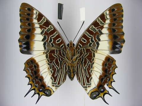 Image of Charaxes brutus angustus Rothschild 1900